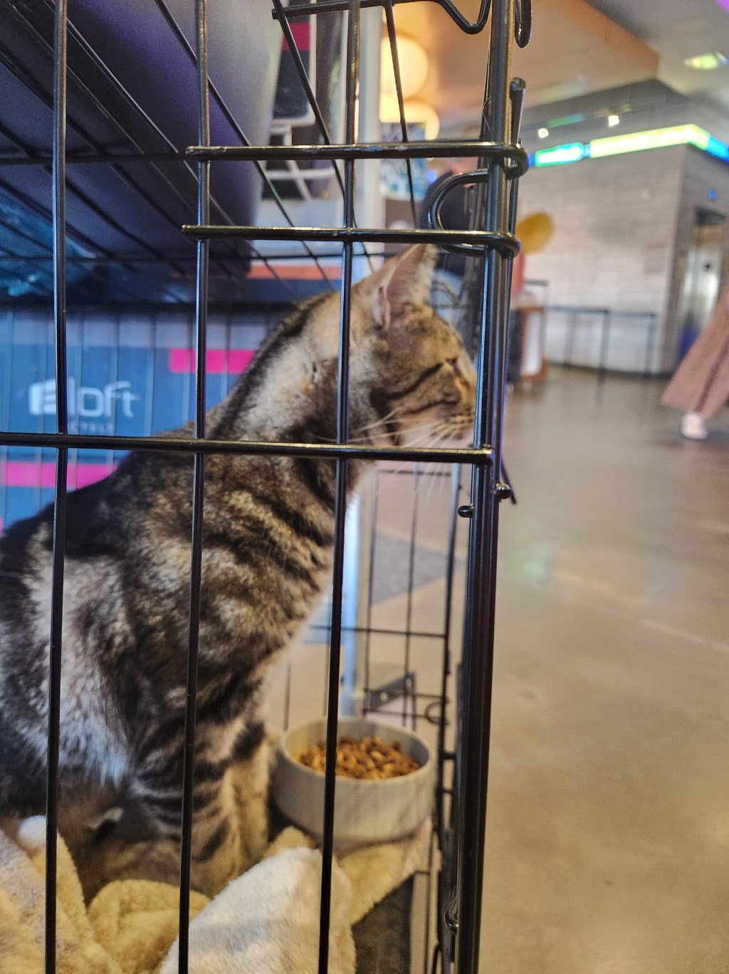 Traveling with a&nbsp;Cat